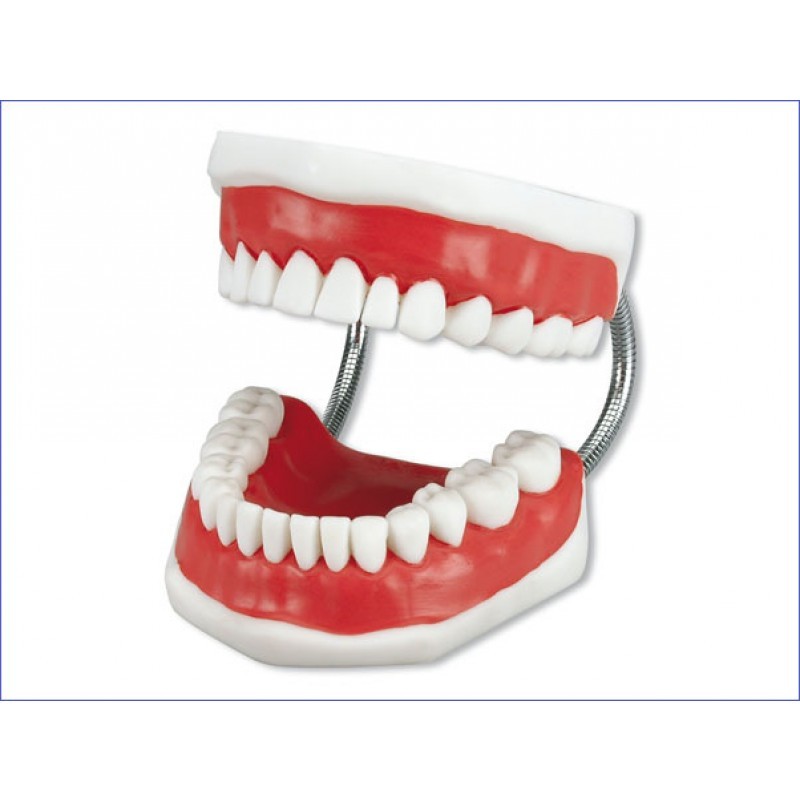 Модель демонстрационная с супер зубной щеткой Toothbrushing Model Модель демонстрационная с супер зубной щеткой Toothbrushing Model