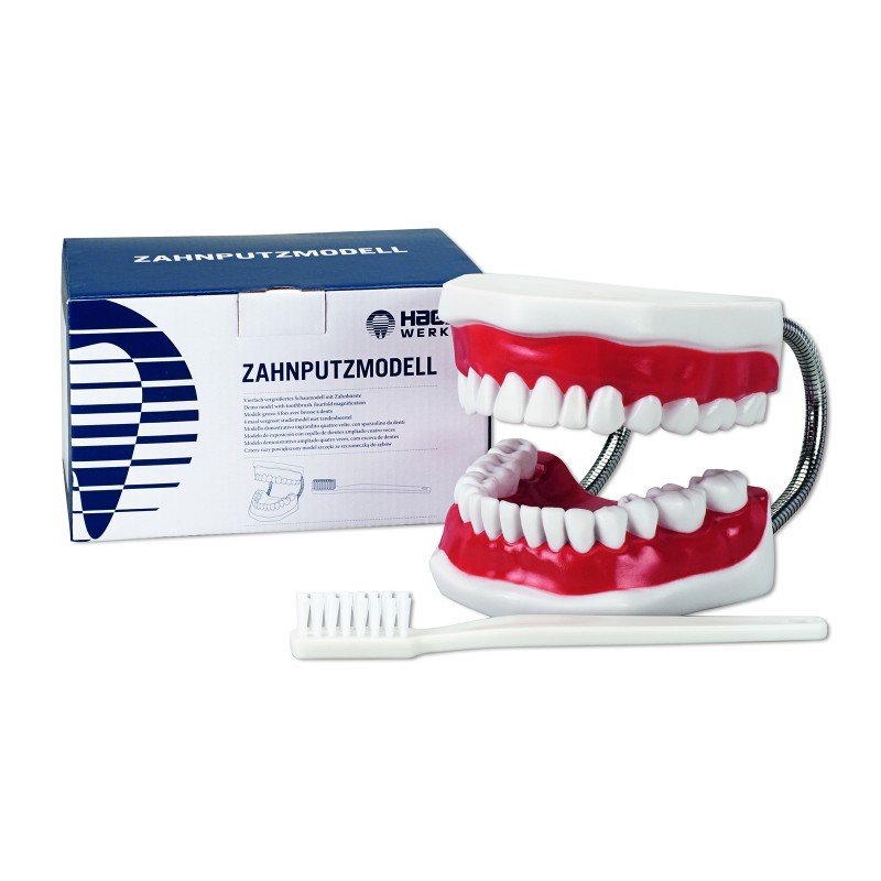 Модель демонстрационная с супер зубной щеткой Toothbrushing Model Модель демонстрационная с супер зубной щеткой Toothbrushing Model